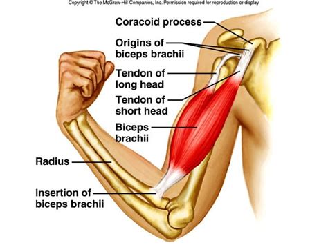 biceps brachii muscle origin | Flexors are the biceps brachii , brachialis, and brachioradialis ...