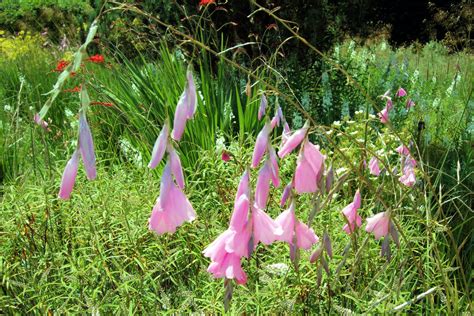 Dierama pulcherrimum – Ballyrobert Gardens