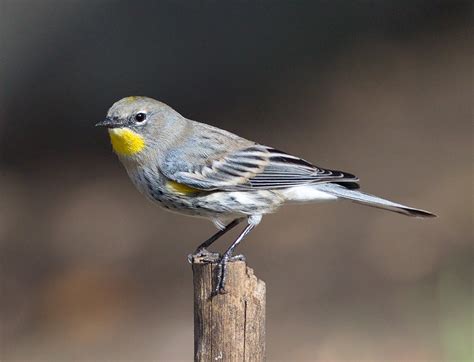 Yellow-rumped Warbler | San Diego Bird Spot