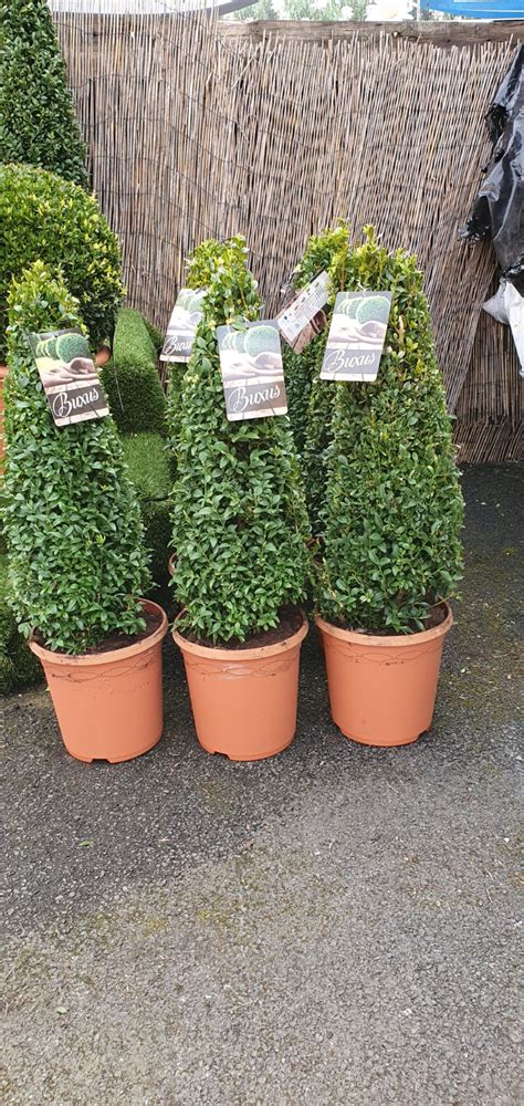 BUXUS TOPIARY - michelles garden centre