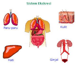 Buku Online: Sistem Ekskresi Pada Manusia.ppt