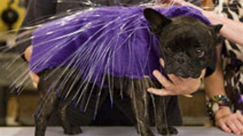 Prickly proposition: Dress your dog as a porcupine - CNET