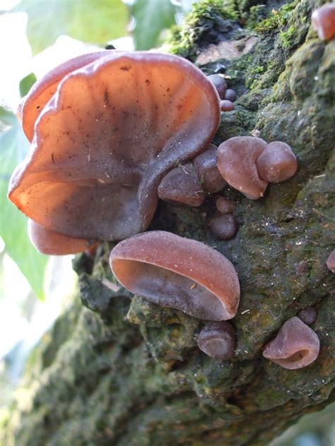 Jelly Ear (Edible Mushrooms In Ontario) · iNaturalist.org