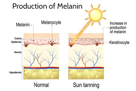 Melanin: Importance and Ways to Increase Melanin Levels | Top 10 Home ...