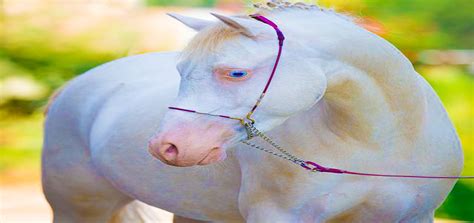 Horses With Blue-Eyes: How Are They Different? | Pagista