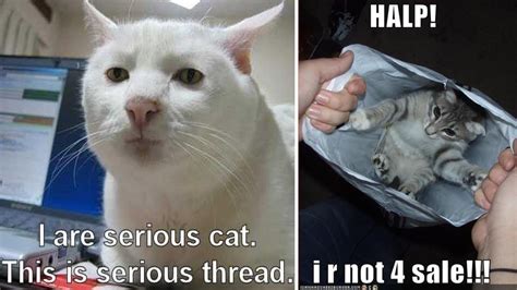 Meet LOLcats, The Newest Cat Meme You're Sure To Love | Know Your Meme