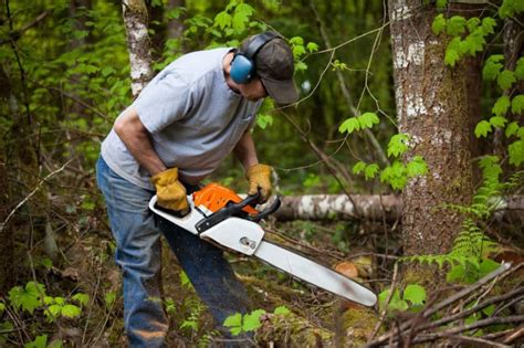 Stihl MS250 vs MS251: [Detailed Comparison] – firewoodquestions.com