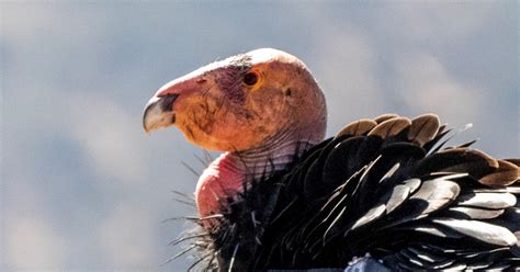 The California Condor Recovery Program: Saving a Species from Extinction