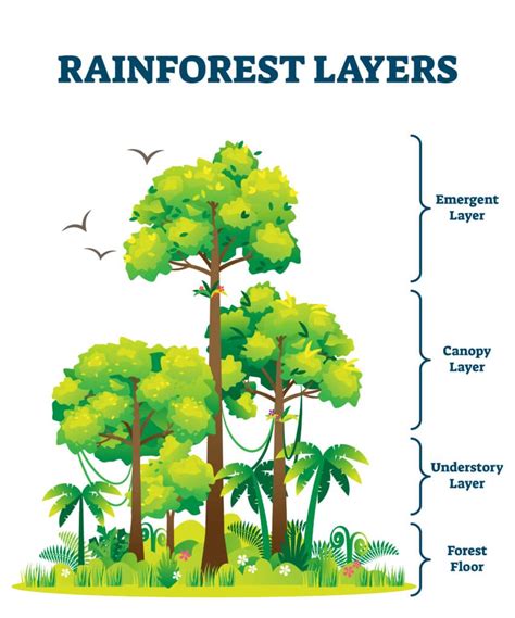 Rainforest Trees Facts at Kathleen Wolfgram blog