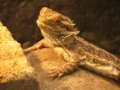 Bearded Dragon ( pogona vitticeps) by ReconReno on DeviantArt