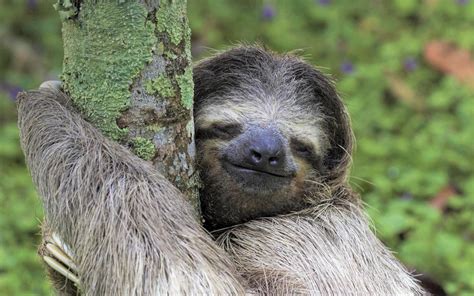 🔥 Happy sloth is here to brighten your day! He just wants hugs and cuddles. : r/NatureIsFuckingLit