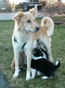 Himalayan SheepdogInfo, History, Temperament, Training, Puppy, Pictures