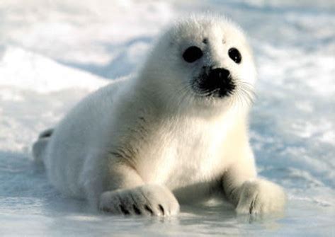 harp-seal-pup-art-print-poster | Alyson Tobin | Flickr