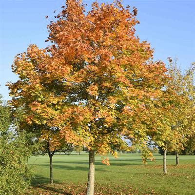Maple Tree Seeds In Pakistan