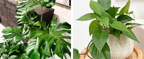 Tropical indoor plants: How to grow tropical plants indoors and keep them lush | Flower Power