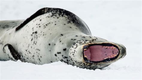 Leopard Seal Displaying its Teeth wallpaper - backiee