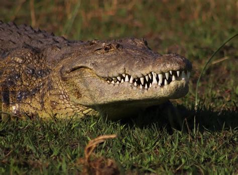 Premium Photo | Closeup of a formidable saltwater crocodile apex ...