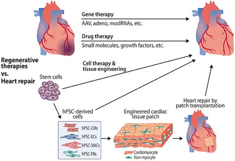 Frontiers | Cardiomyocyte—Endothelial Cell Interactions in Cardiac Remodeling and Regeneration