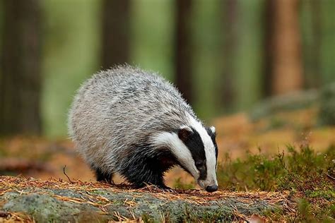 Animals Native to Germany - WorldAtlas.com