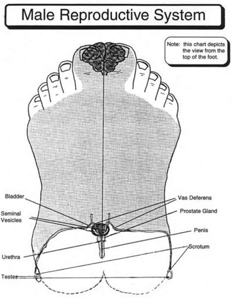 Modern Institute of Reflexology #lymphmassage #lymph #massage #pressure ...