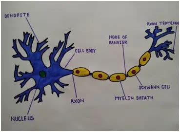 Case Study Questions Class 10 Science – Control and Coordination