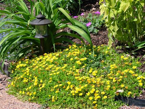 New Utah Gardener: Hardy Ice Plant - Waterwise Groundcover for Utah