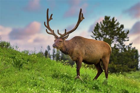 Bull Elk in Yellowstone Photograph by Tim Stanley - Fine Art America