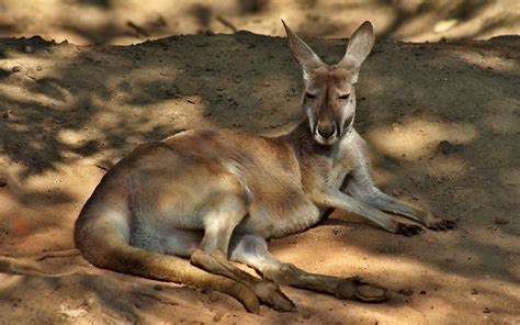 Kangaroo Wallpapers - Wallpaper Cave