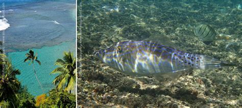 Snorkeling Kauai, Hawaii | The best snorkeling spots in Kauai