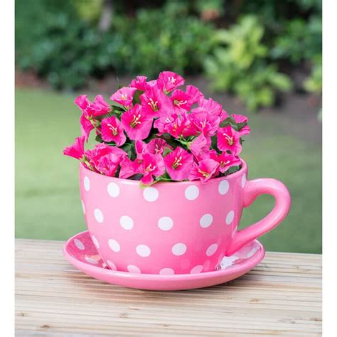 15 amazing Teacup gardens for your home | Teacup gardens, Tea cups, Sunday morning images