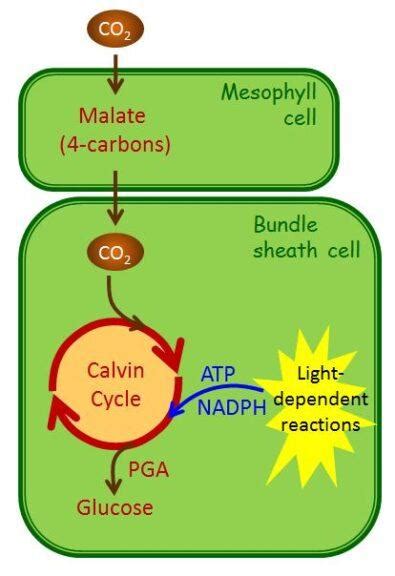 C4 Photosynthesis Cycle