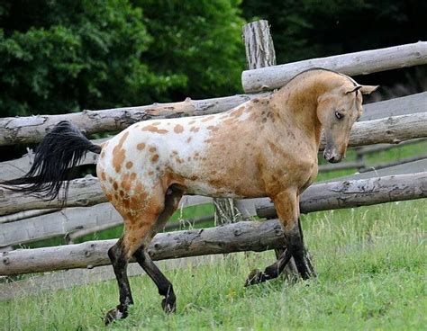 Draft Mare | Akhal teke horses, Horses, Appaloosa horses