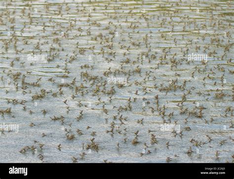 Kanjiza, Serbia. 13th June, 2017. Blooming of the Tisa (Tisza) river. Millions of Tisa mayflies ...