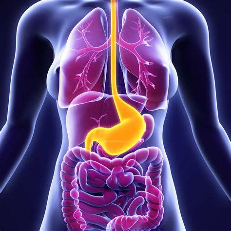 Upper Gastrointestinal Tract Diagram