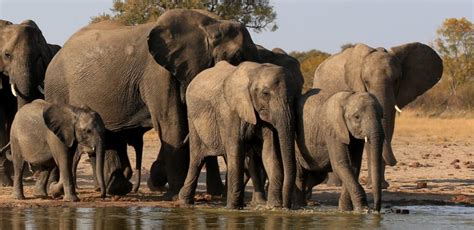 Zakouma National Park in Chad is an amazing story of conservation and ...