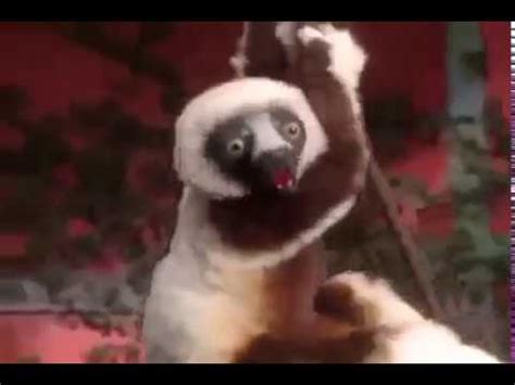 Zoboomafoo Tries To Get in The Water - YouTube