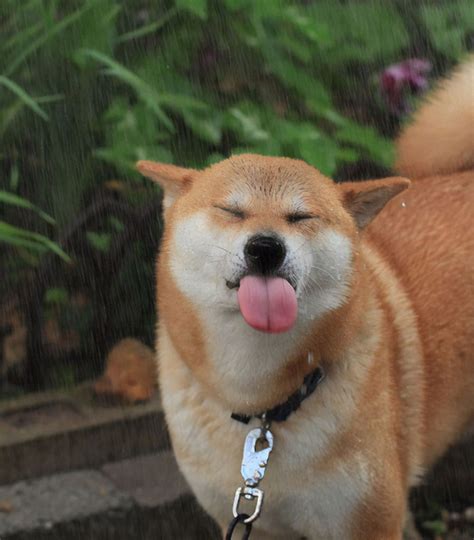 206 Times Shibas Proved They’re The Most Much Wow Dogs Ever | Bored Panda