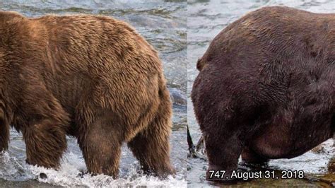 Beadnose's 'fabulous flab' wins fattest bear competition | Offbeat News | Sky News