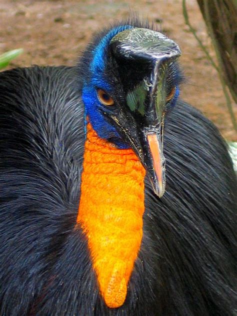 Northern Cassowary | northern cassowary | Cassowary, Cars coloring ...