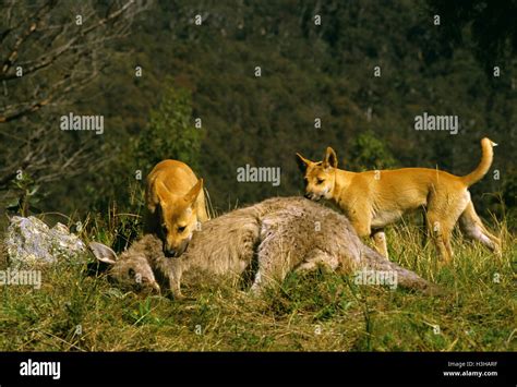 Dingo eating hi-res stock photography and images - Alamy