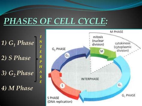 Eukaryotic cell cycle