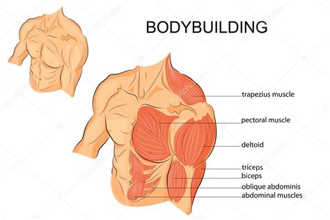 Male Chest Muscle Anatomy Drawing Hand drawn medical illustration ...