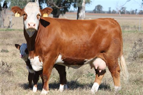 Why Simmental | Simmental Australia