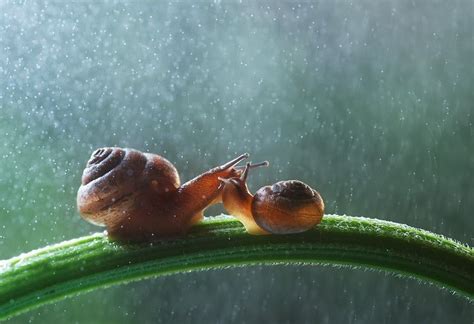 1 (28) | Snail, Under the rain, Magical photography