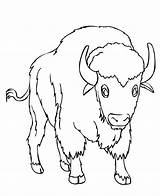 Free Printable Bison Coloring Pages For Kids sketch template