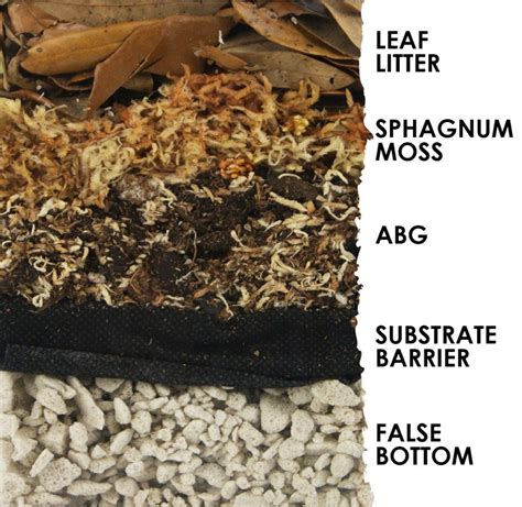 Bioactive Substrate in your Dart Frog Vivarium - Josh's Frogs How-To ...