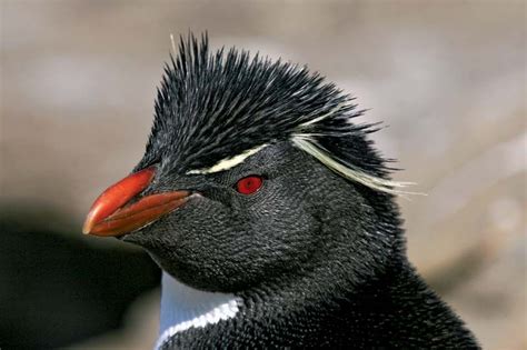 Rockhopper penguin | Diet, Habitat & Adaptations | Britannica