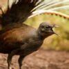 Superb Lyrebird - The Greatest Mimic | Wild Ambience Nature Sounds