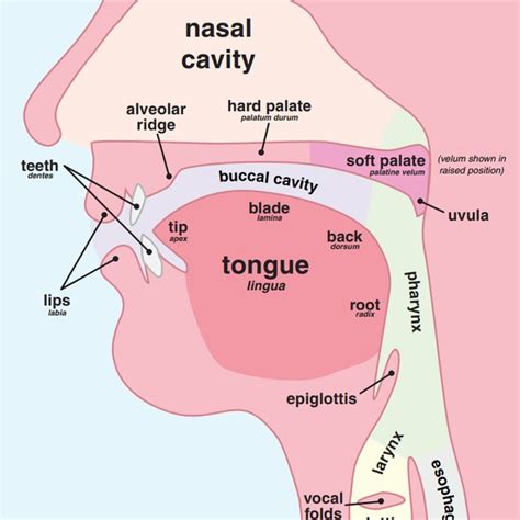 IPA articulation points (left) Human vocal tract (right) IPA (vowels ...