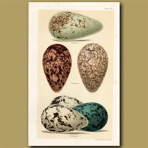 Guillemot Eggs. Genuine antique print for sale.